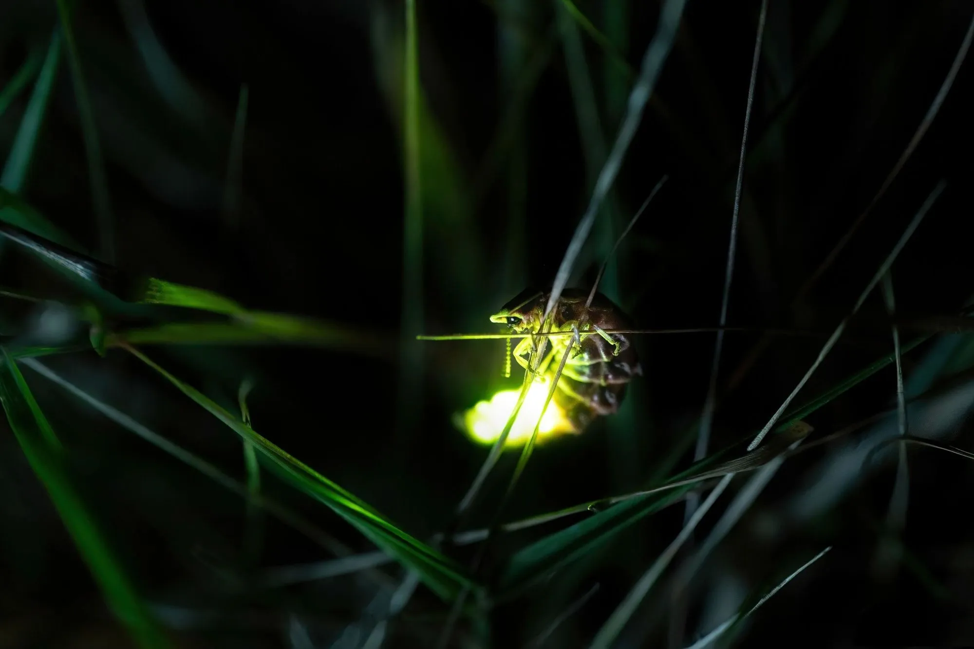 Mesmerizing facts on the question: when do lightning bugs come out?