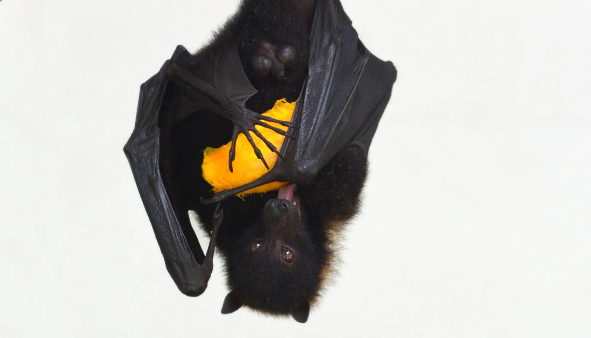Fijian Monkey-Faced Bat