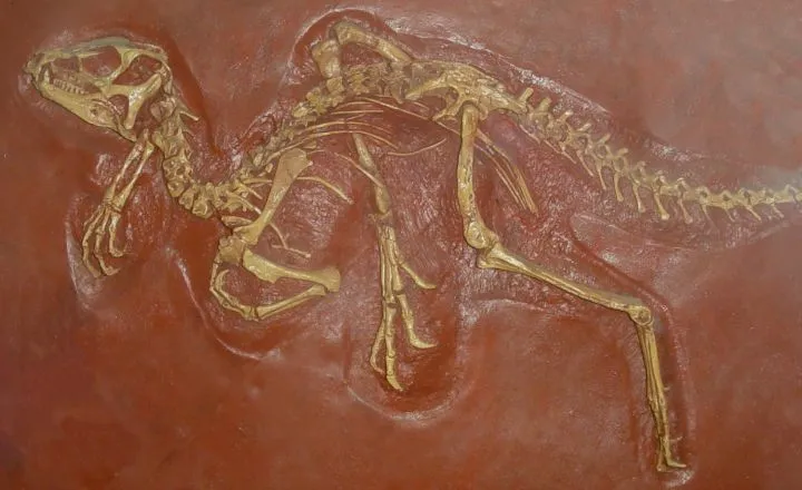 The cranial morphology of the Lophorhothon atopus of Late Cretaceous reveals it to be a hadrosaur.