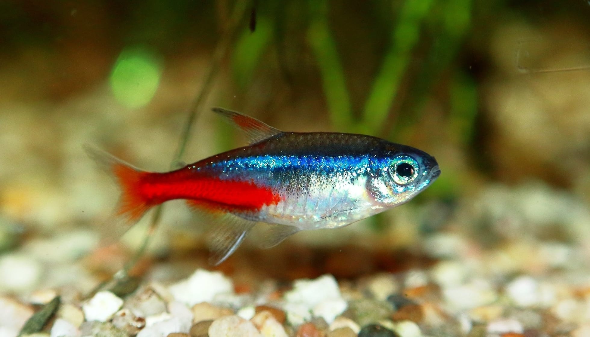 3 neon tetras