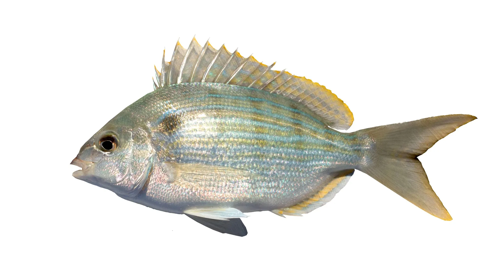 Pinfish isolated on white background