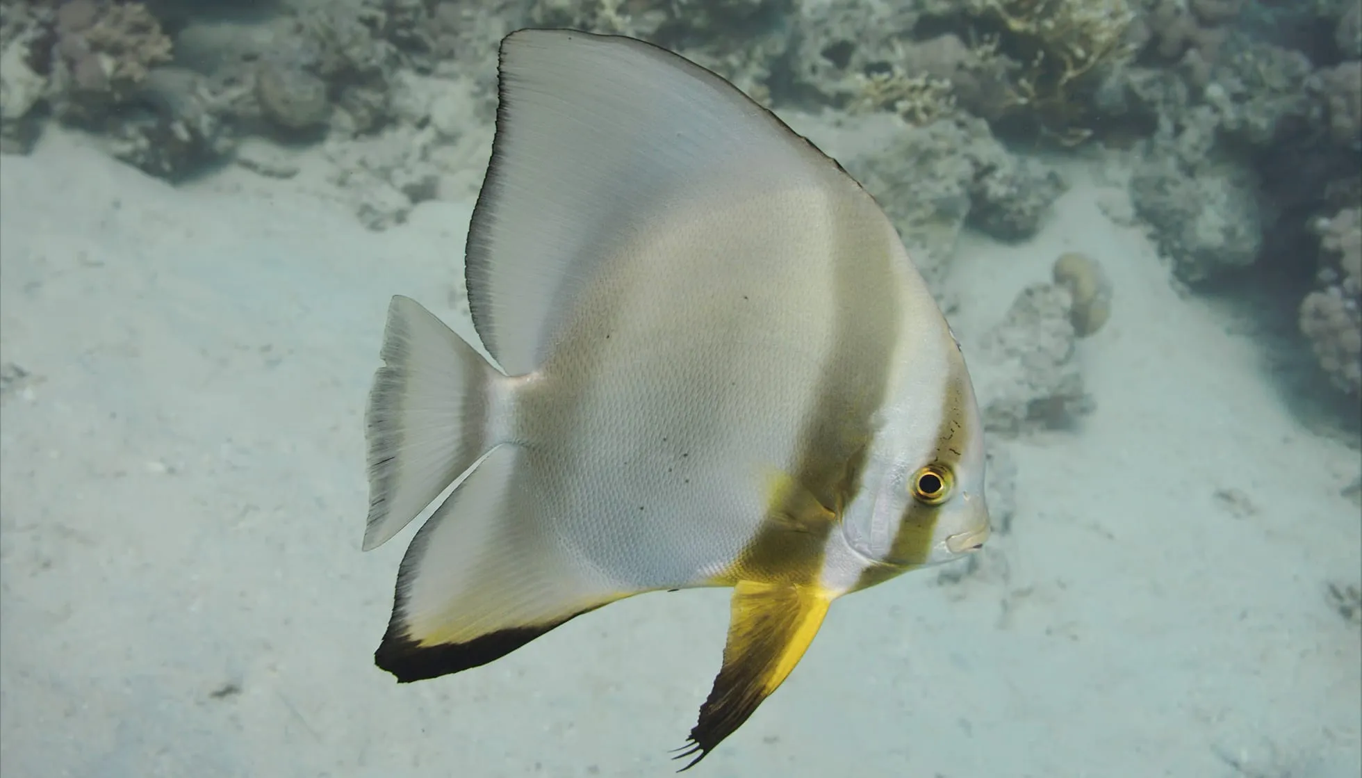 Longfin batfish (Platax teira) fish swimming in the tropical sea near the coral reef