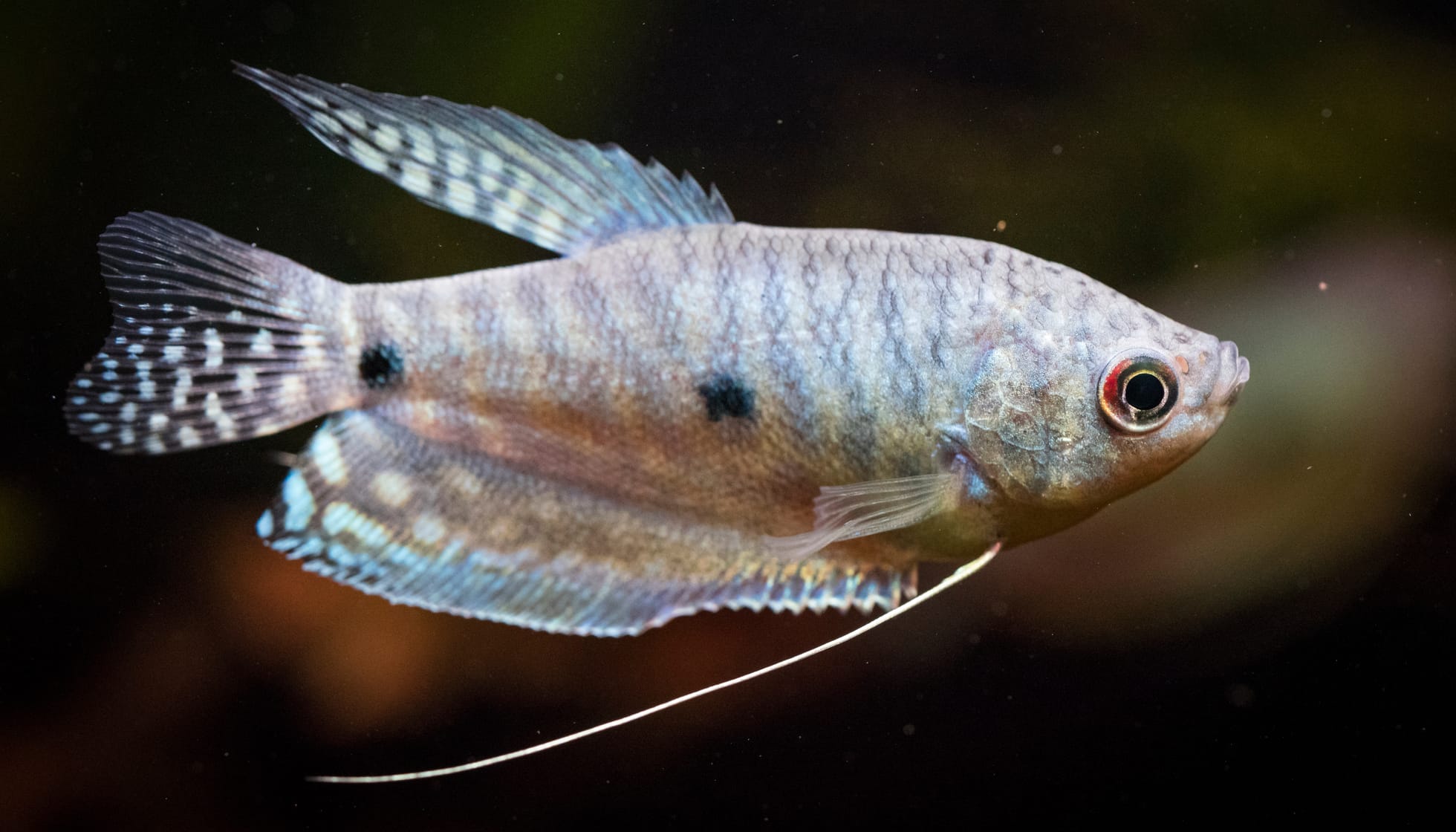 three spot gourami