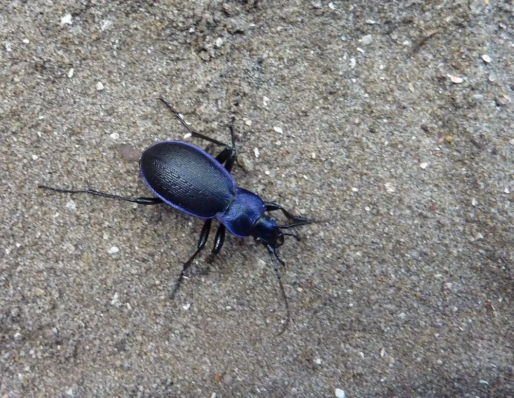 Find fun violet ground beetle facts!