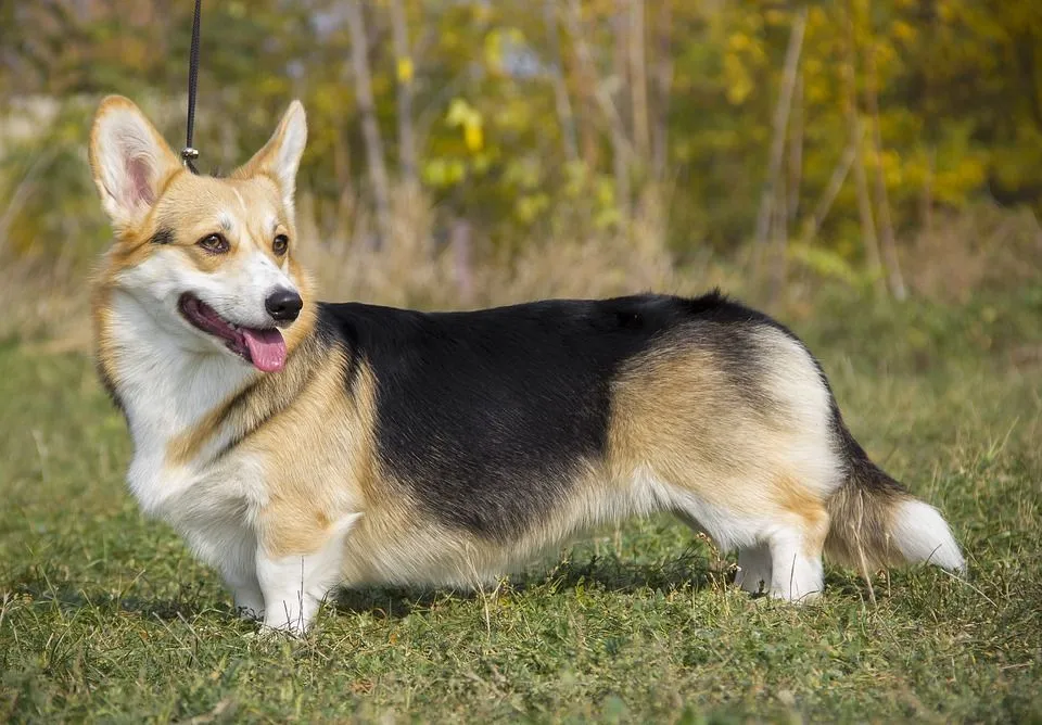 Find out here everything you need to know about the corgi breeds.