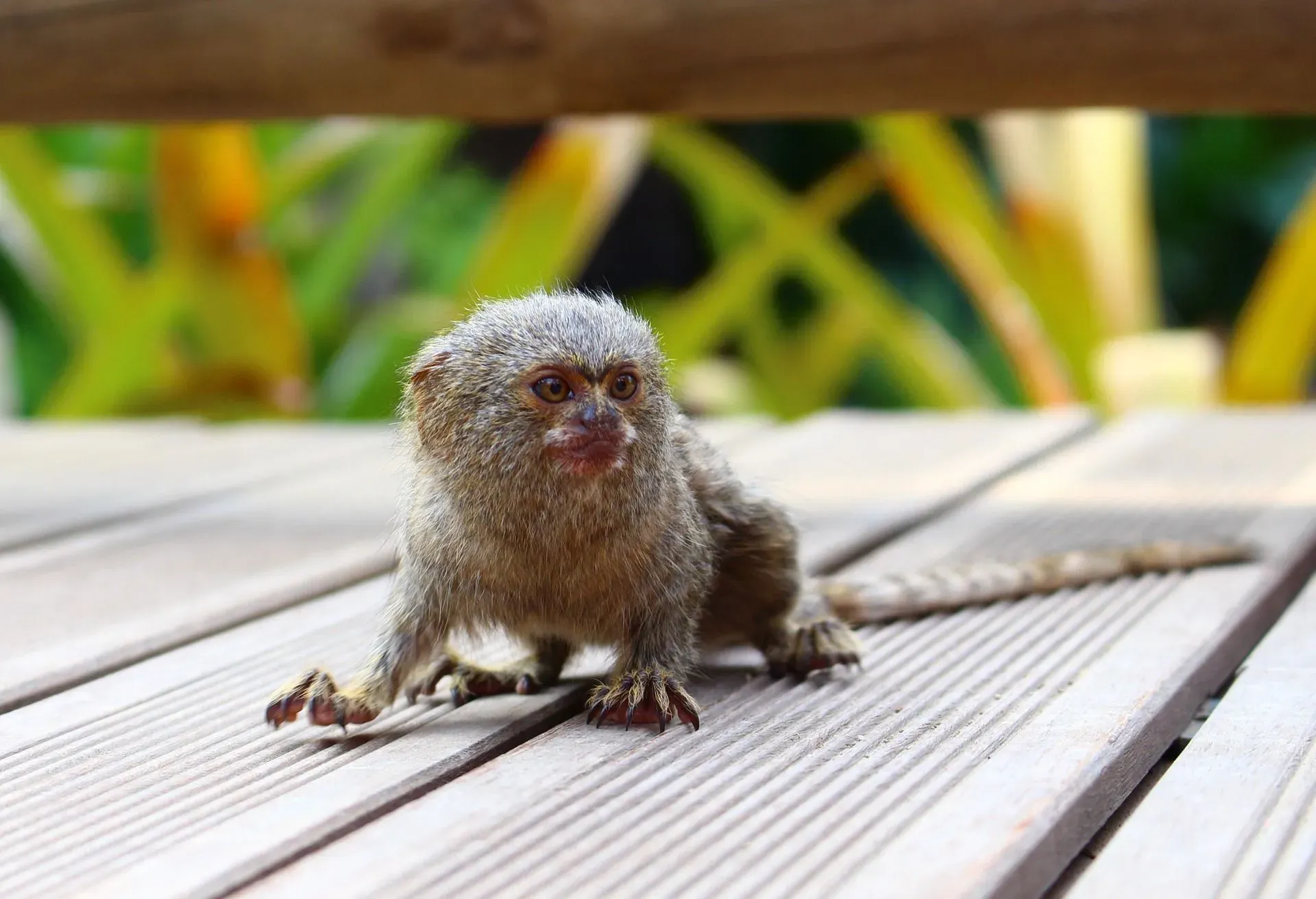 A pygmy marmoset is called a finger monkey because it is approximately the size of a human finger.