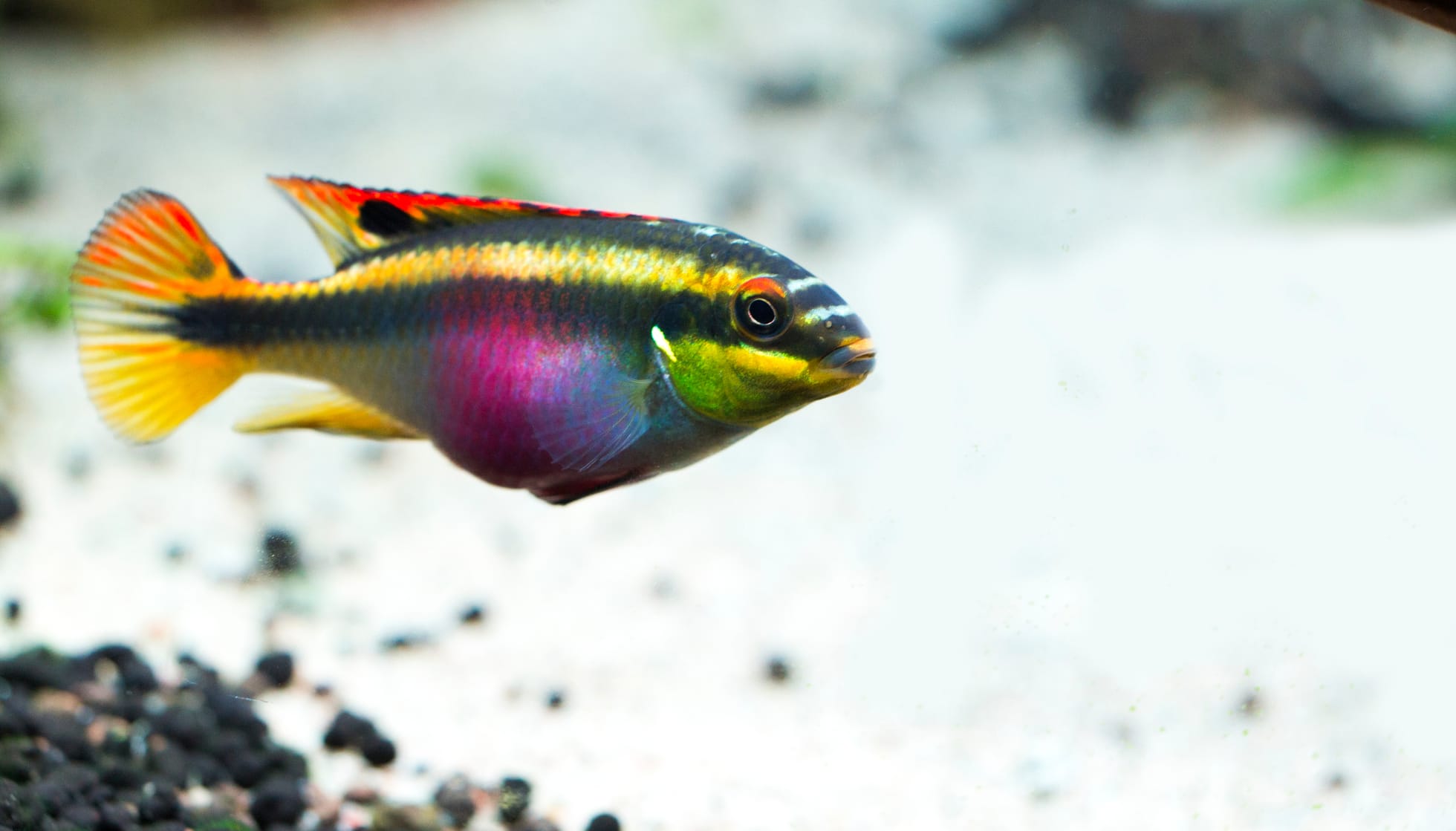 red rainbow cichlid