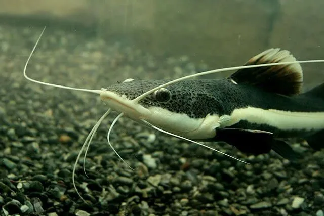 Facts and info about firewood catfish adaptations are amazing.