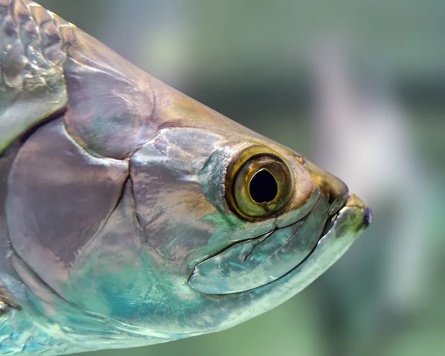 Fish eyes are unique as compared to humans. Learn all about them here at Kidadl.