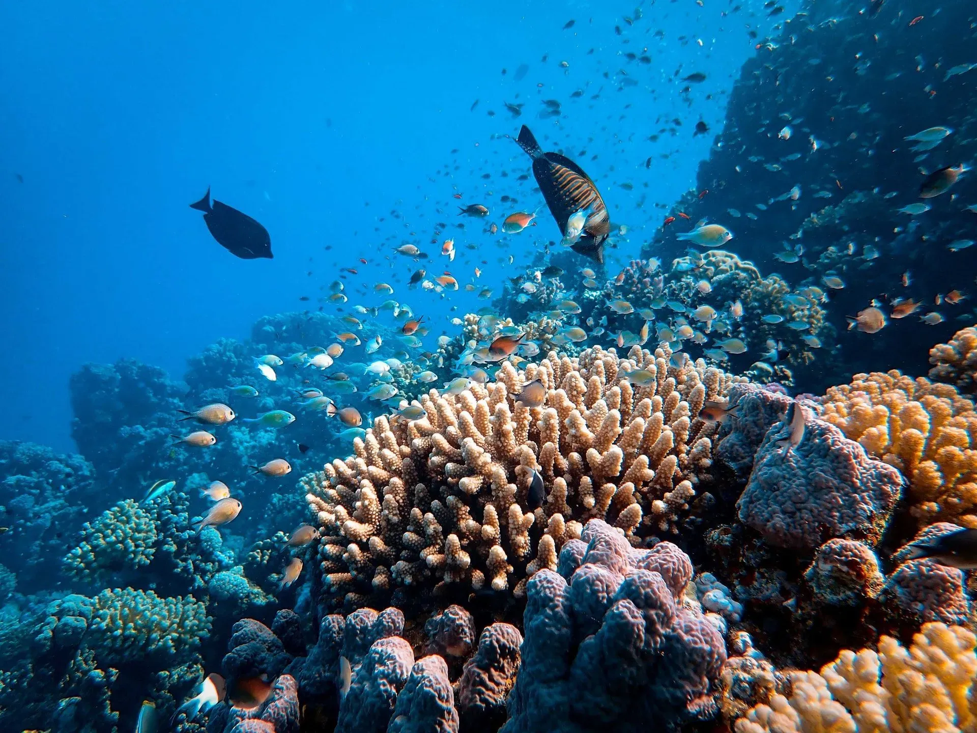 Coral reefs are home to around 4,000 different fish species.