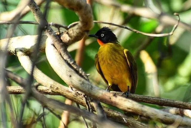 Flame-throated bulbuls are important Indian birds.