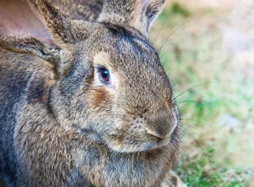 Here are some Flemish giant rabbit lifespan facts for young pet lovers!