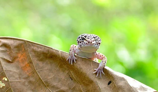 15 Florida Reef Gecko Facts You Ll Never Forget