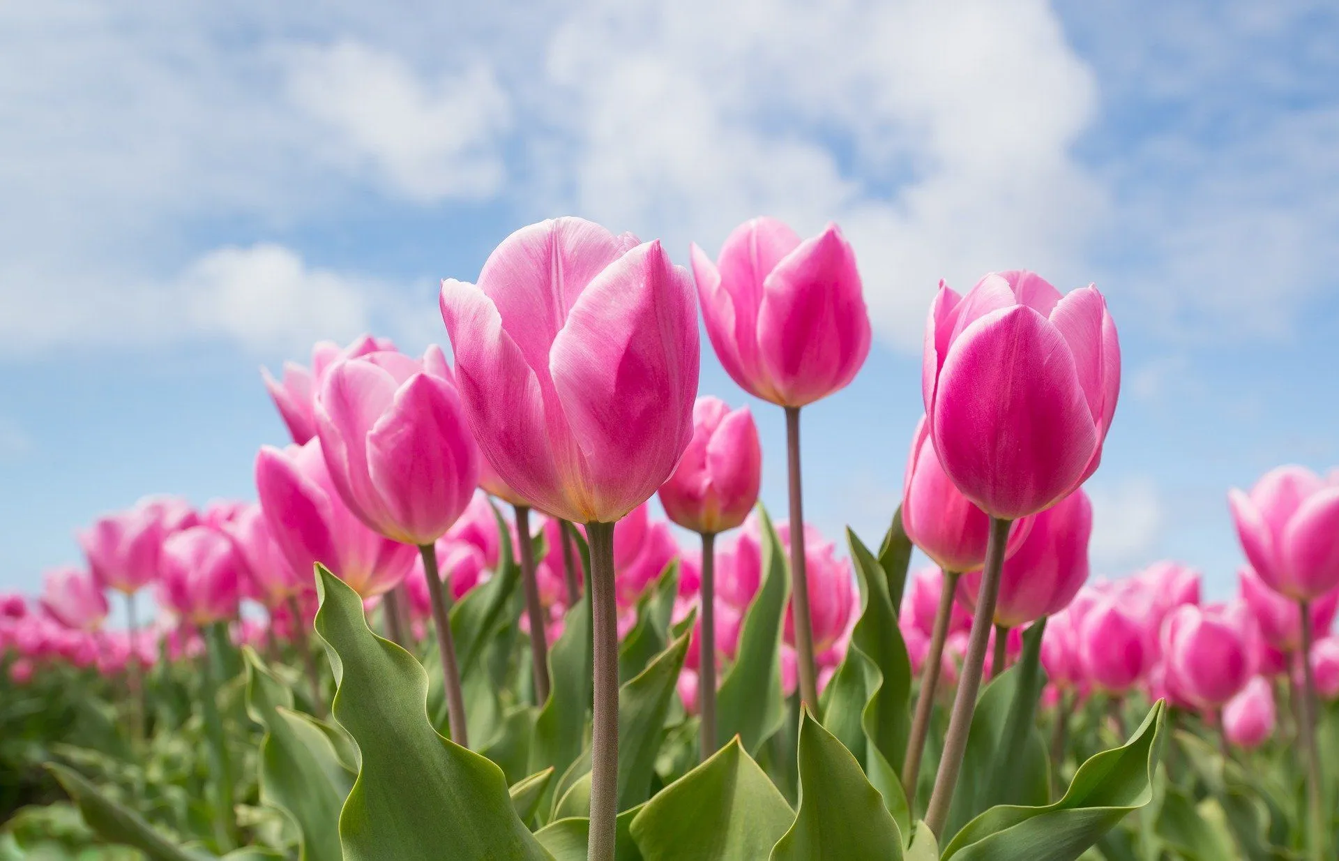 are tulips leaves toxic to cats