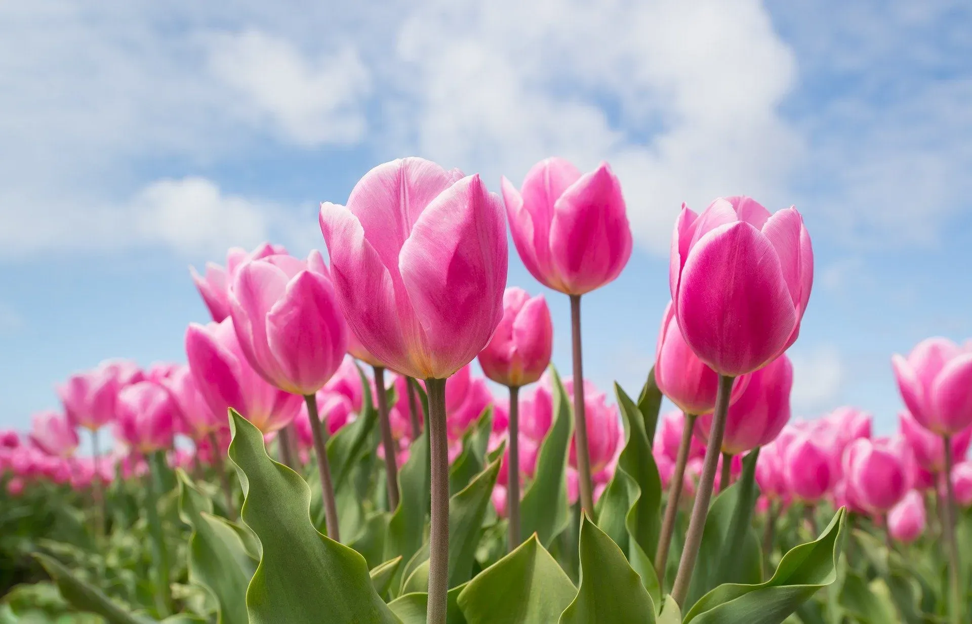 When cat parents see their felines eating flowers they wonder, are tulips poisonous to cats?