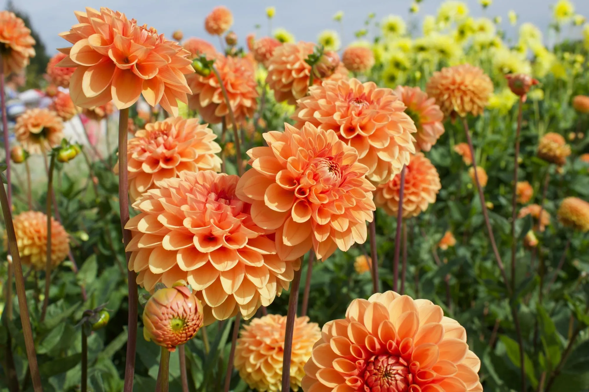 Flowers That Start With D: The Beautiful Flower Plants List Revealed!