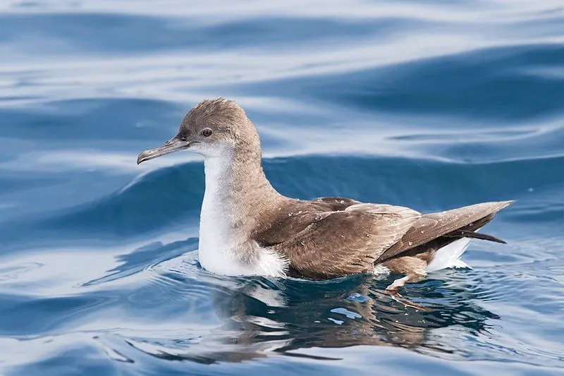 Fluttering shearwater facts talk about the diving habits of this bird.