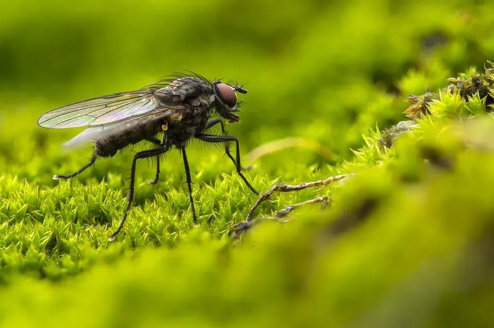 Flies have a 360-degree vision with their compound eyes.
