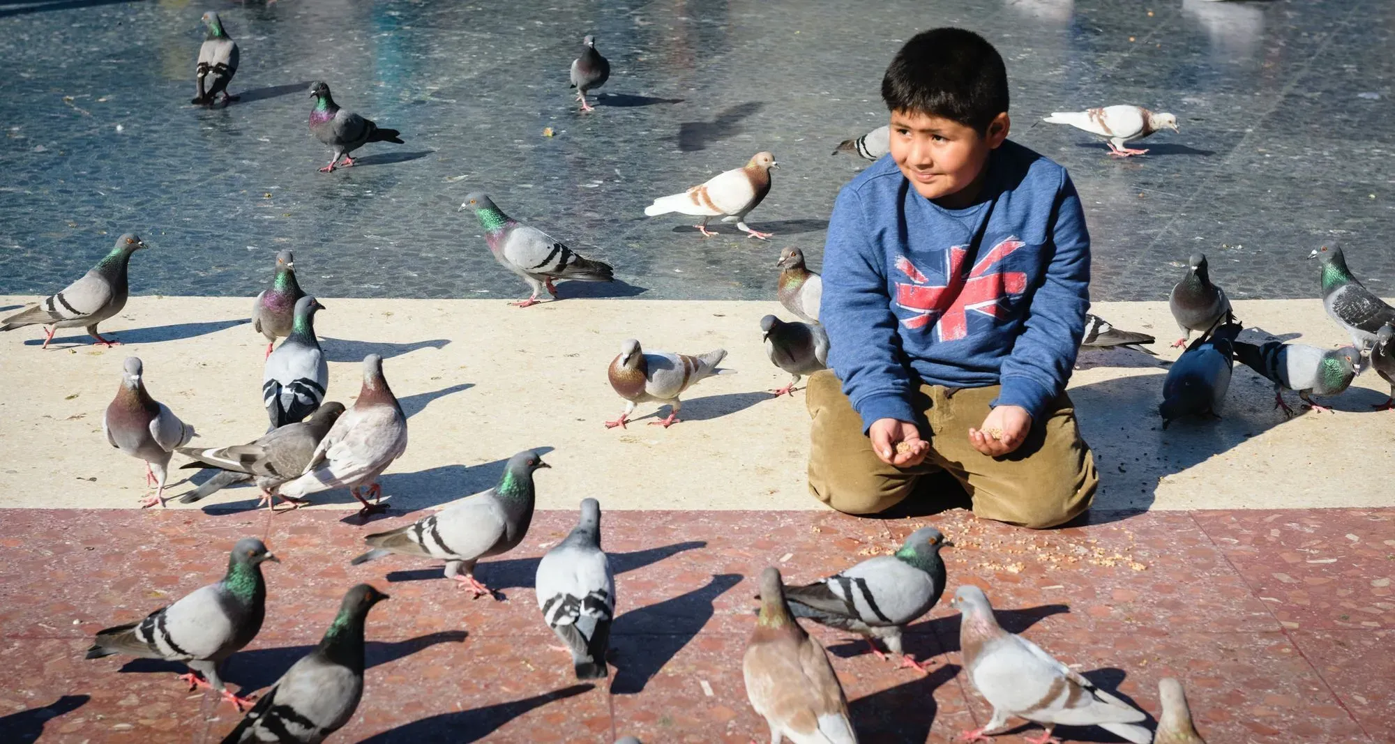 Get to know what do pigeons eat and what foods do they love to nibble.