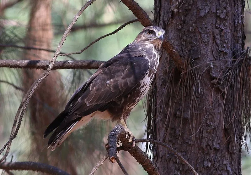 Forest buzzard facts are about predatory birds.