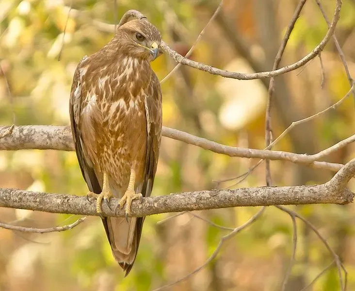 Forest buzzard facts are all about the African native bird.