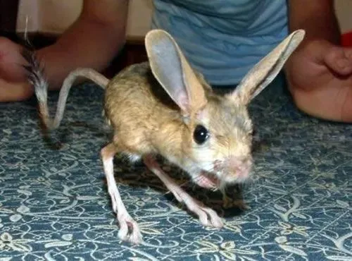 The four-toed jerboa is nocturnal in nature.