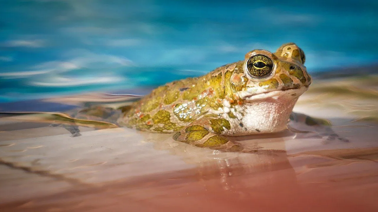Why Do Frogs Scream? Interesting Facts You Didn&039t Know | Kidadl