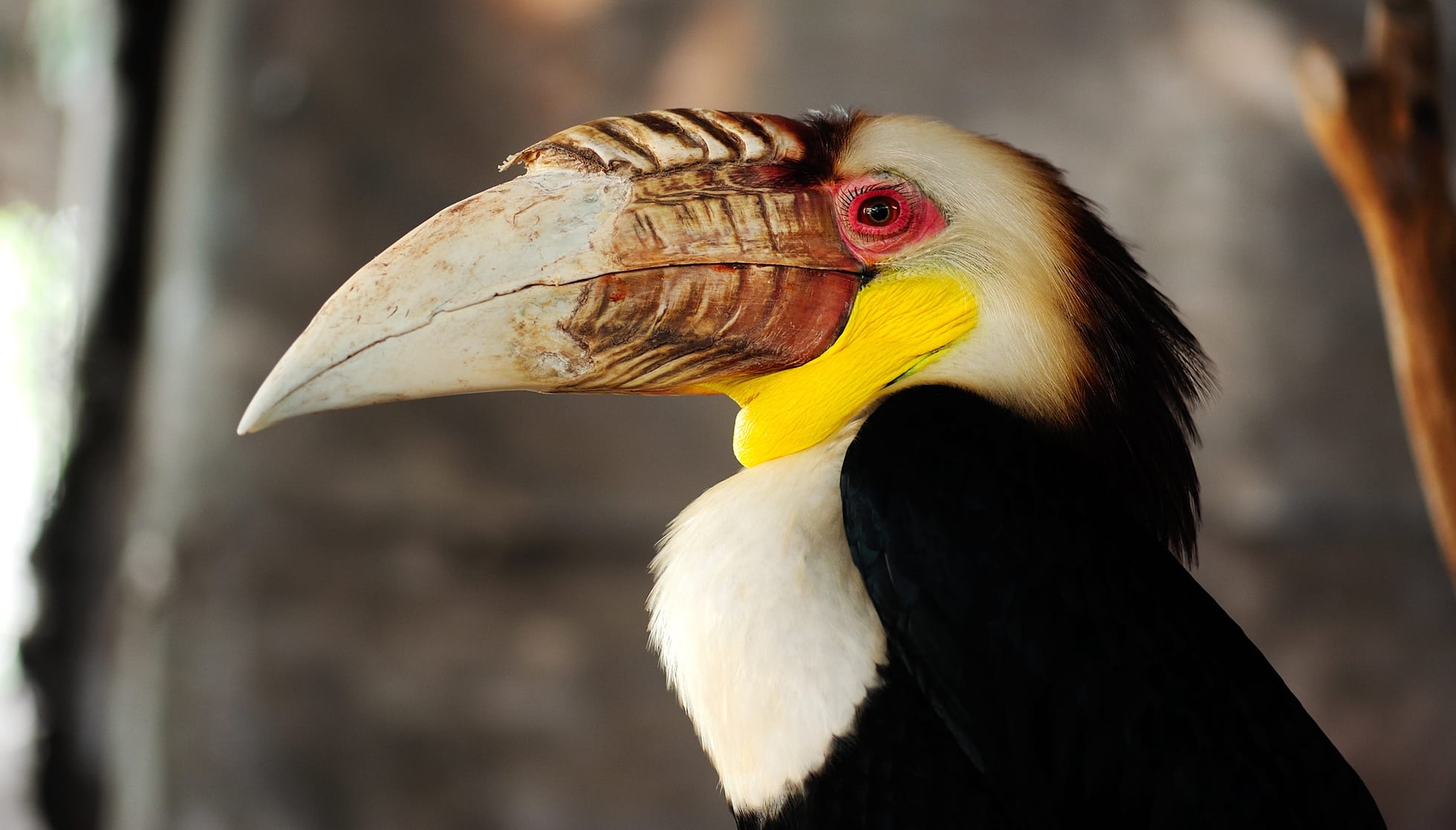 Fun Narcondam Hornbill Facts For Kids | Kidadl