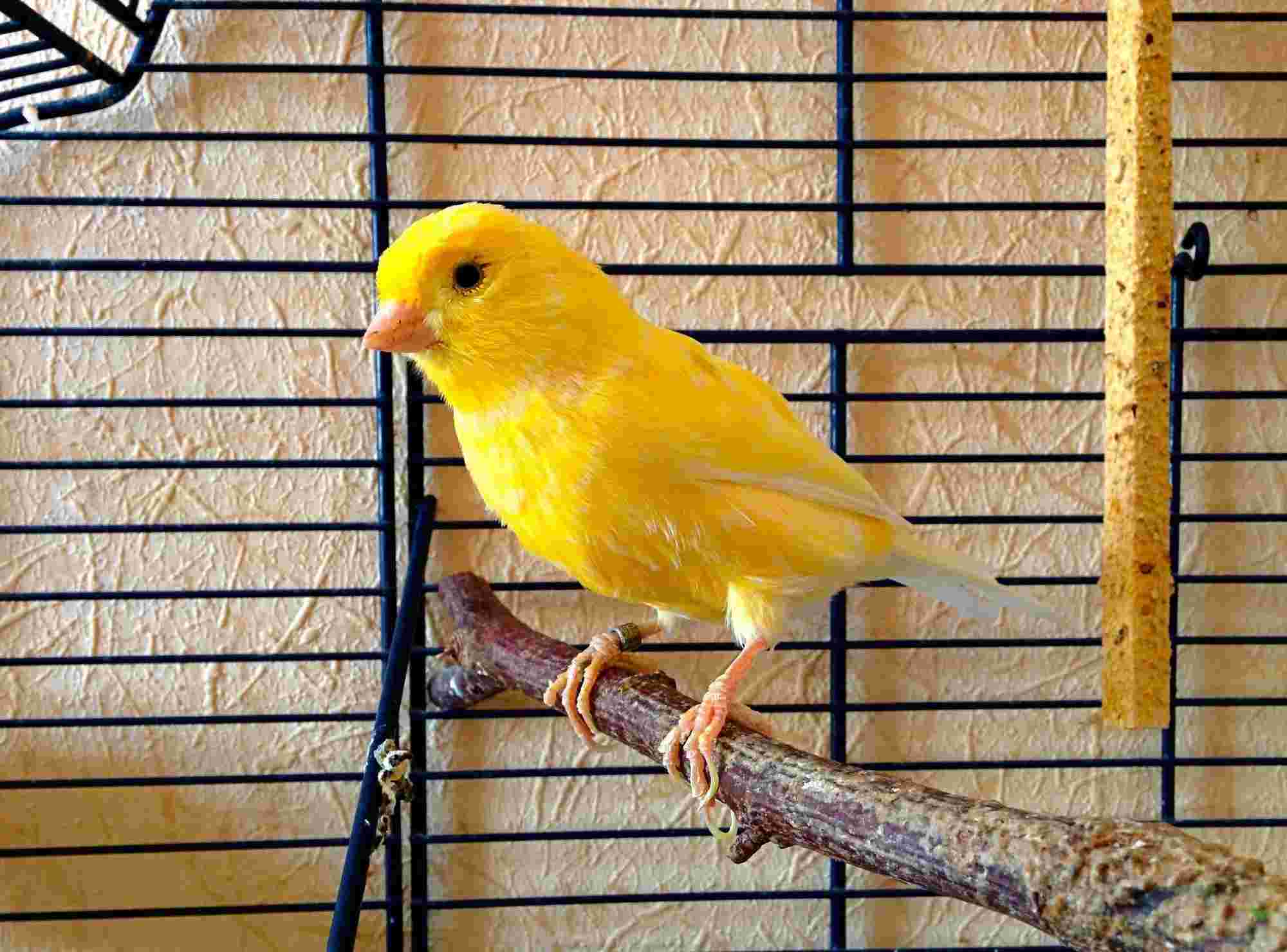 Fun Norwich Canary Facts For Kids