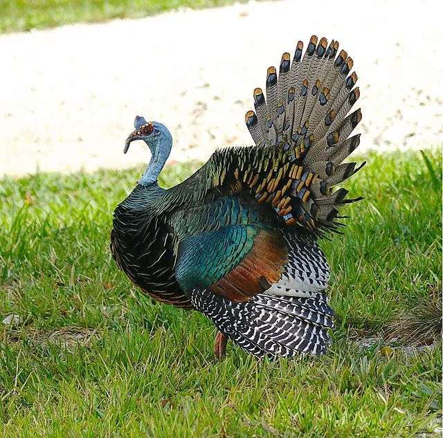 Fun Ocellated Turkey Facts For Kids