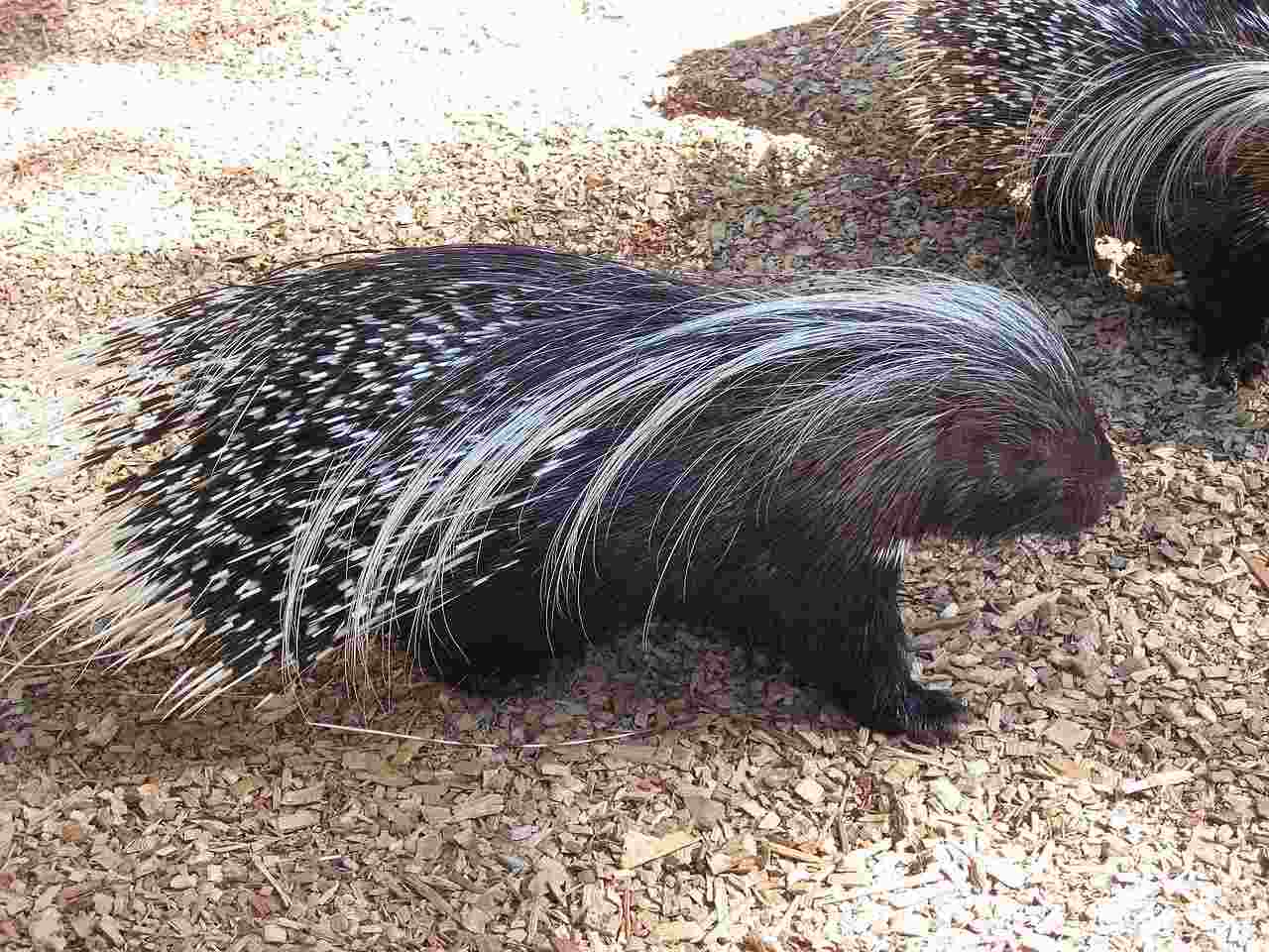 Fun Old World Porcupine Facts For Kids