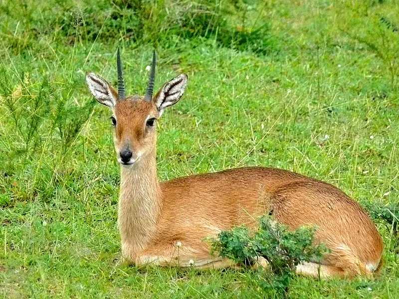 Fun Oribi Facts For Kids | Kidadl