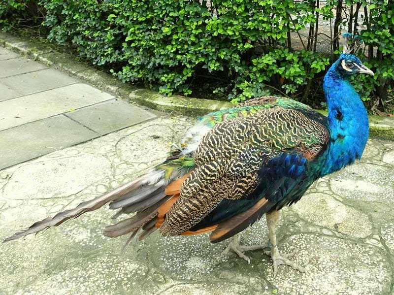 Fun Peacock Facts For Kids
