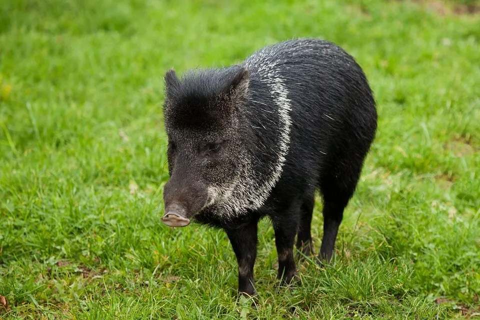 Fun Peccary Facts For pig lovers