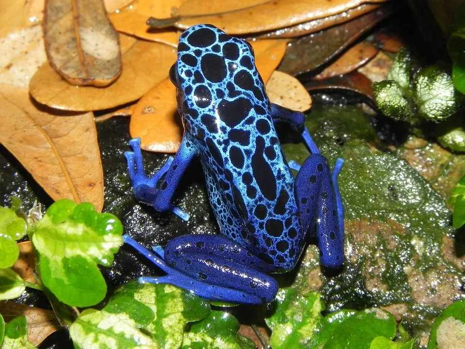 Fun Poison Dart Frog Facts For Kids