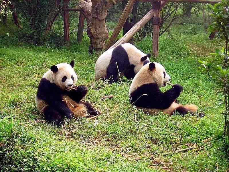 Fun Qinling Panda Facts For Kids