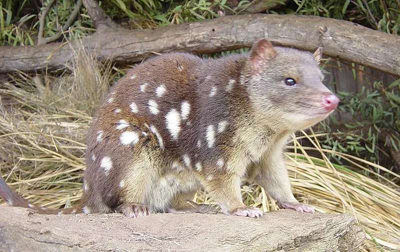 Fun Quoll Facts For Kids