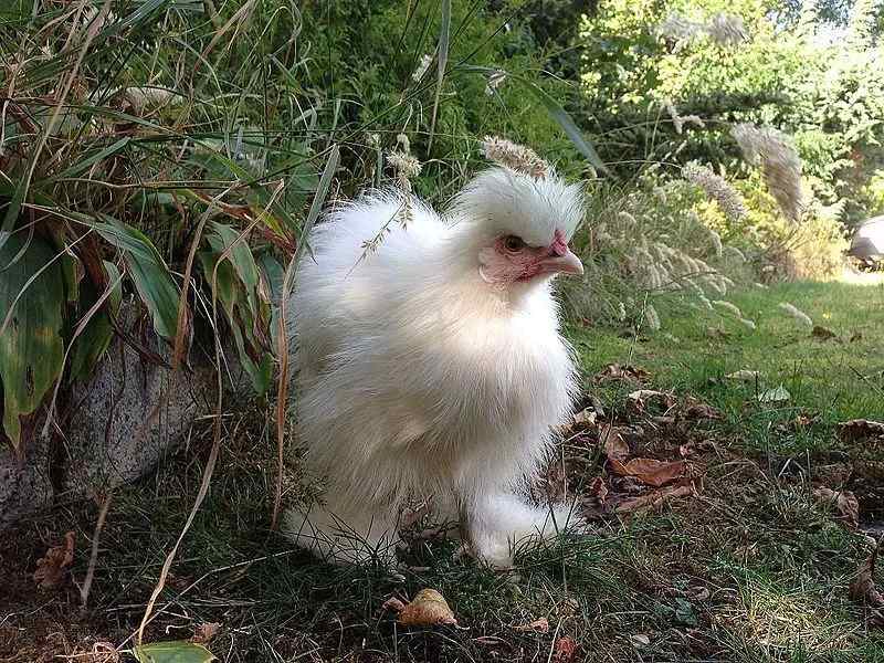 Fun Silkie Facts For Kids