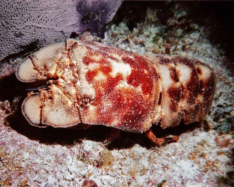 Fun Slipper Lobster Facts For Kids