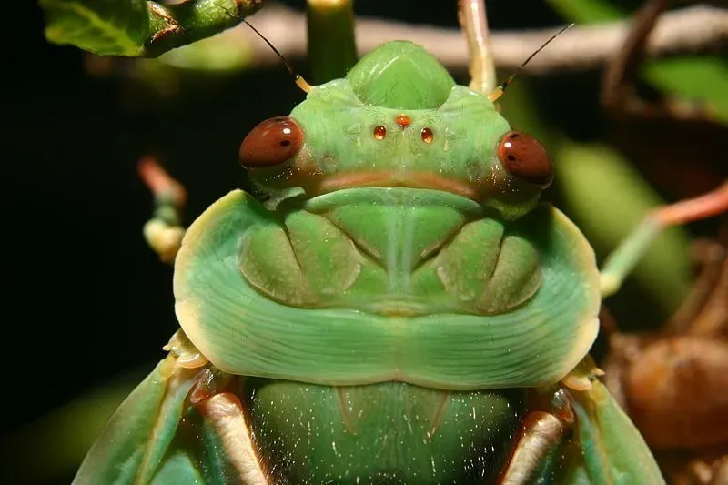 Fun facts about bladder cicada for kids.