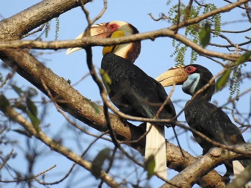 Fun facts about the wreathed hornbills for kids.