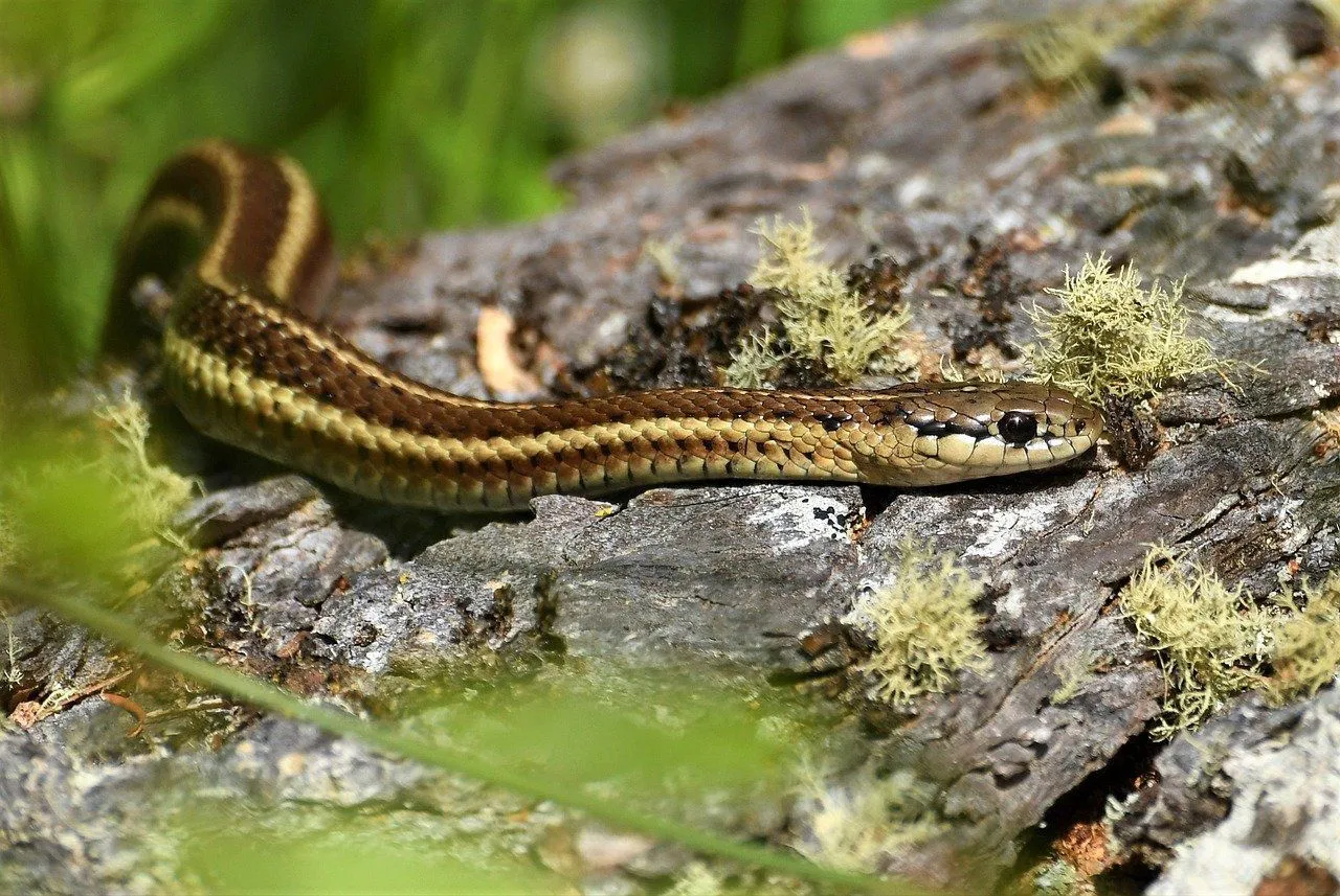 Garter snakes feed on slugs, grasshoppers, snails, and leeches.