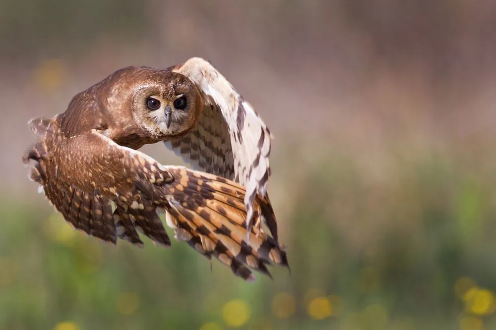 Get to know an interesting bird with marsh owl facts!