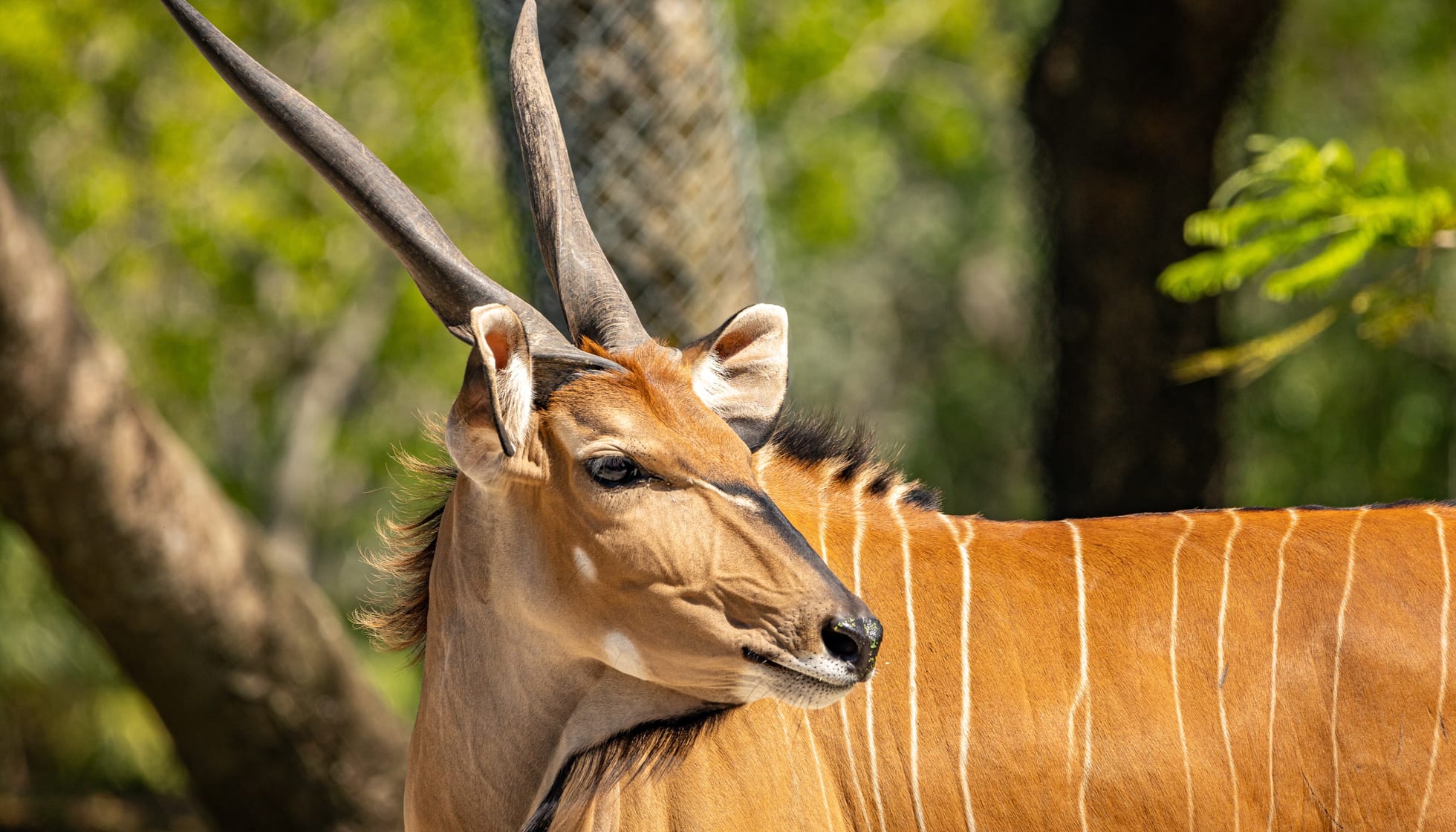 giant eland antelope