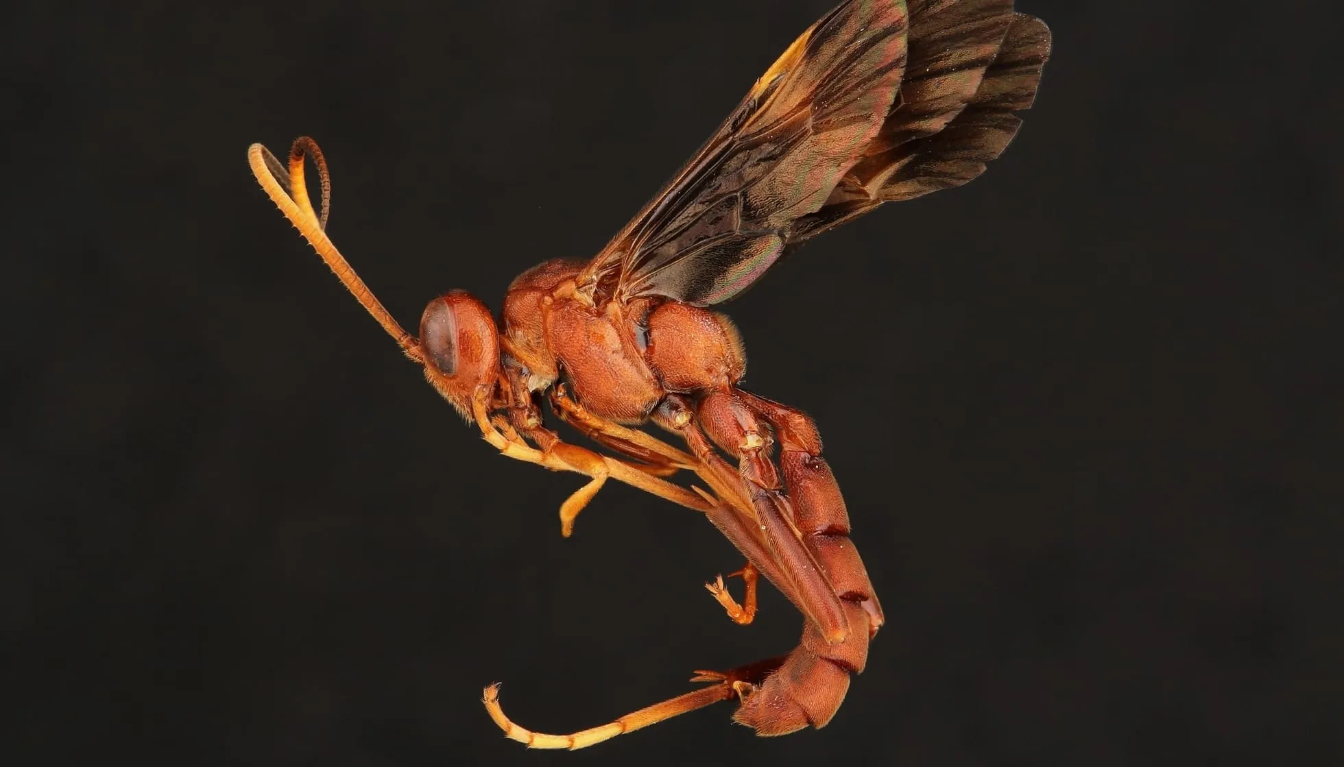 Giant Ichneumon Wasp 