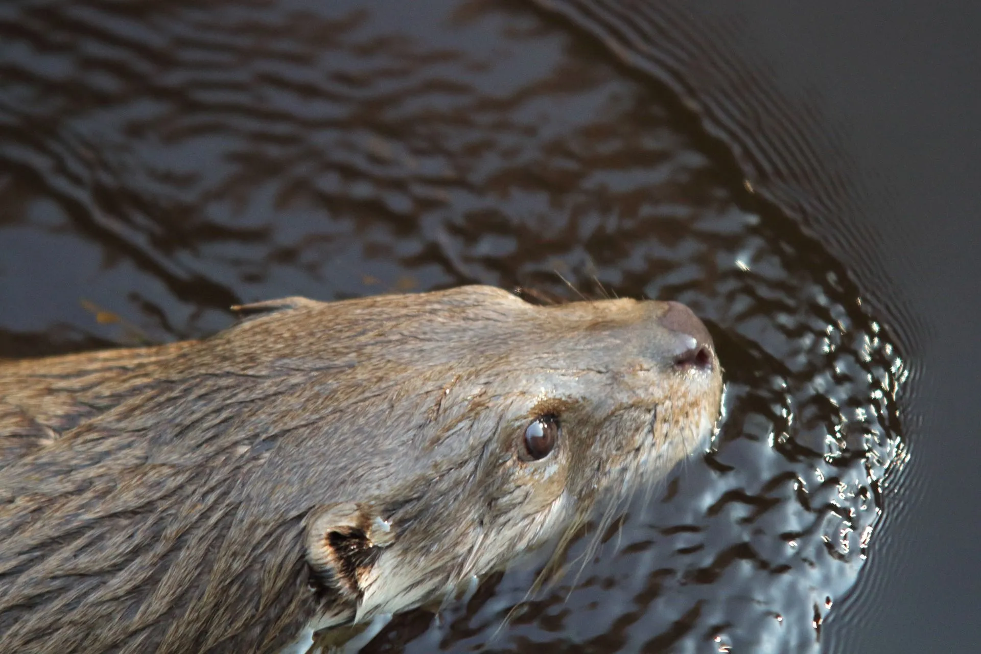 Giant Otter Size How Big Are They Compared To Humans And Other Otters Kidadl