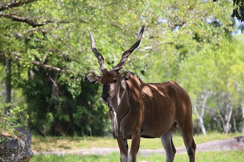 Giant eland facts tell us that it is also popularly called the Lord Derby eland.