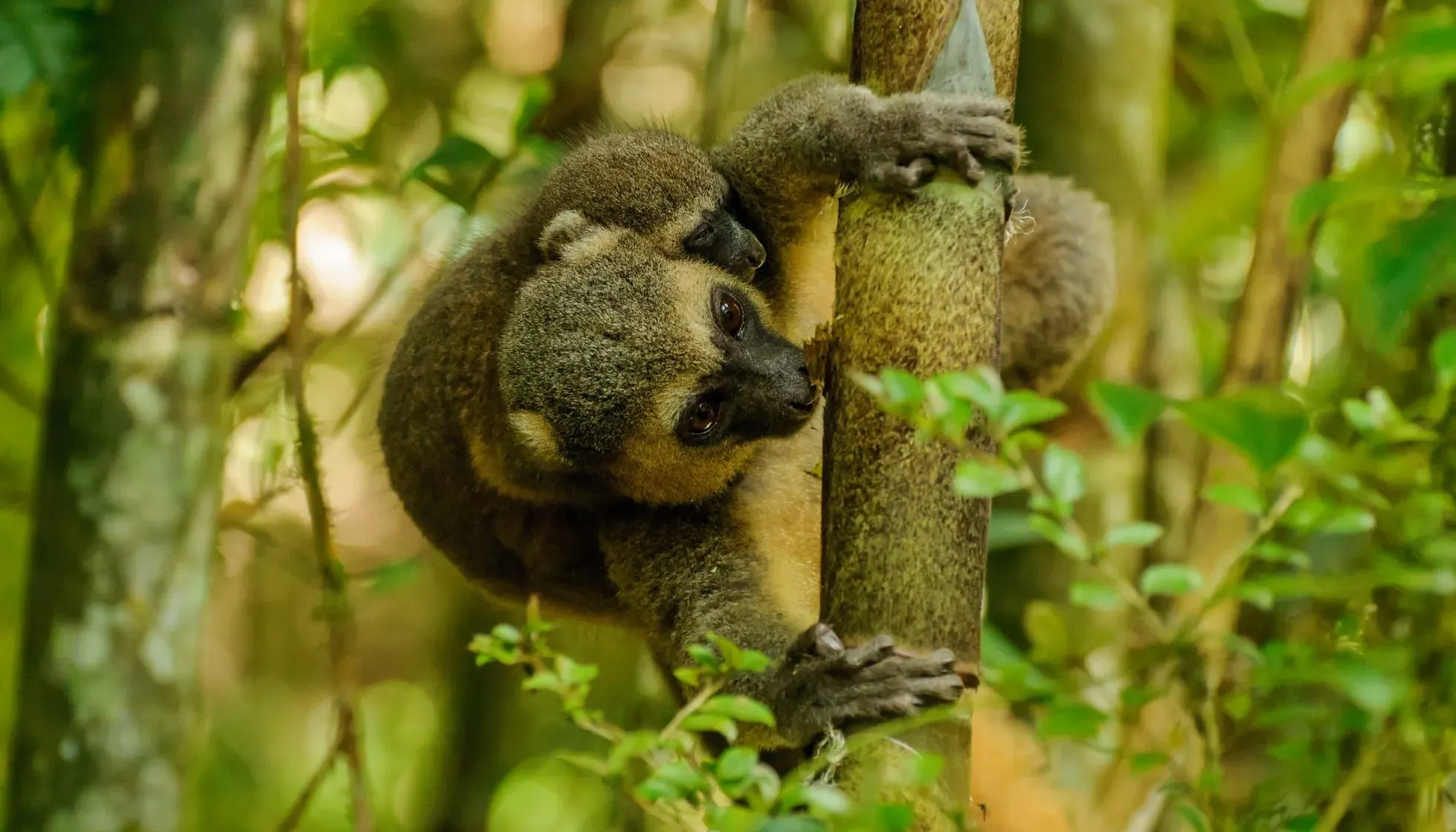 Golden Bamboo Lemur with its baby