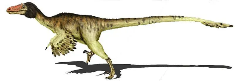 Graciliraptors were bird-like dinosaurs named by paleontologists Xu and Wang.