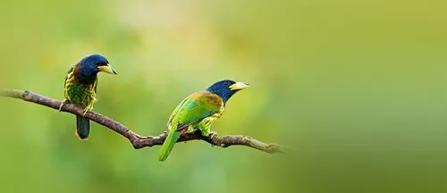 can a barbet live in pakistan